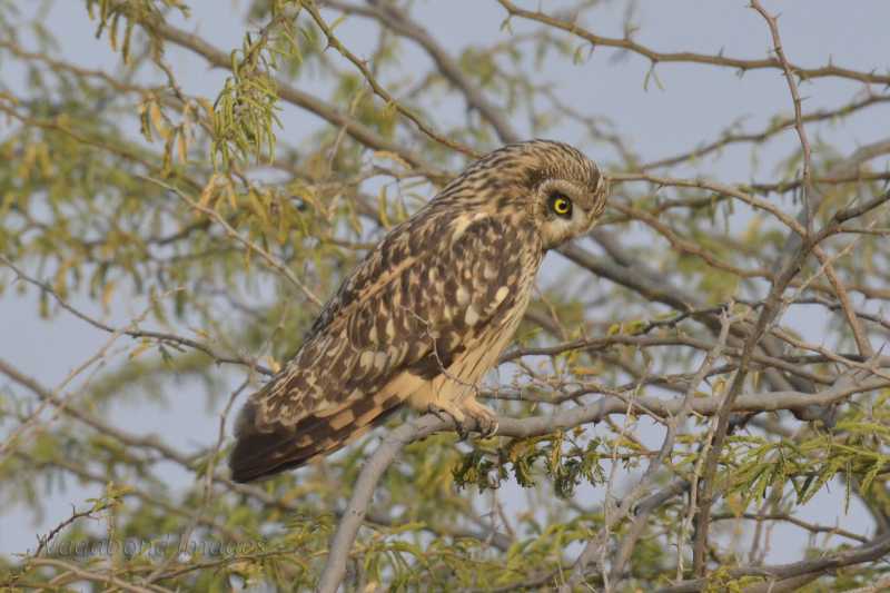 Menar Again, For Owls And Vultures This Time