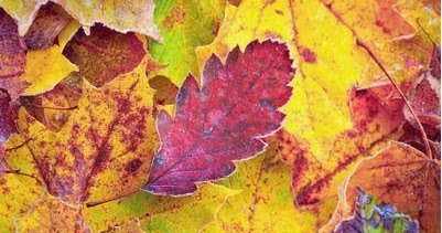 Mid Month Inspiration For TTC#6 - Oak Leaf