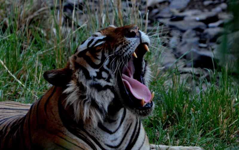 Mighty Males -Part 2