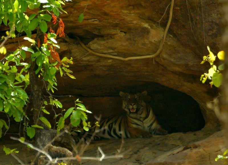 Mighty Males Of Indian Forests