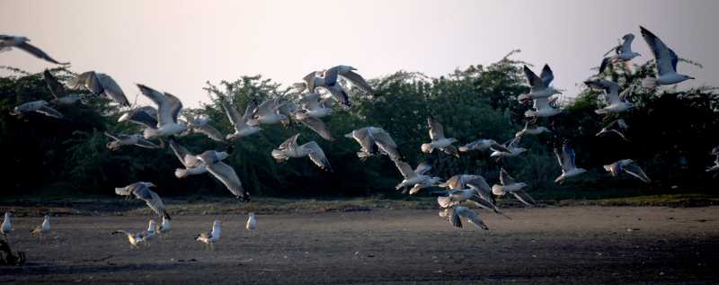 Migratory Birds In India
