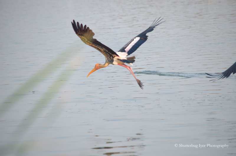 Migratory Birds In Chennai