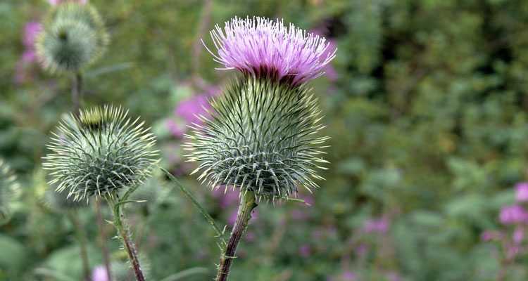 Milk Thistle For Dogs - Everything You Need To Know?