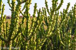 Mindcoveries: Travel Photo: Cactus in Kutch, Gujarat