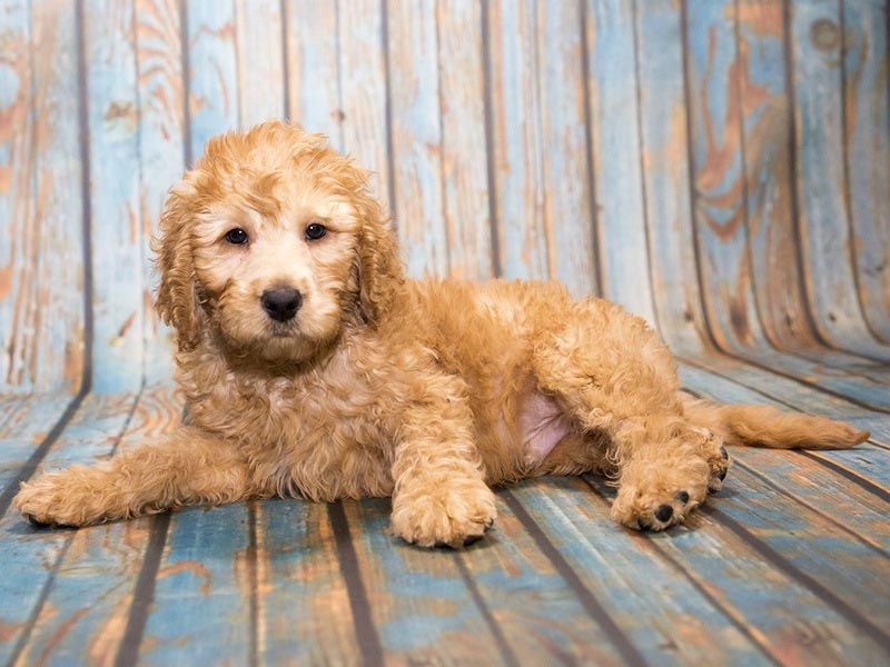 Mini Labradoodle: The Puppy That Can Enrich Your Life