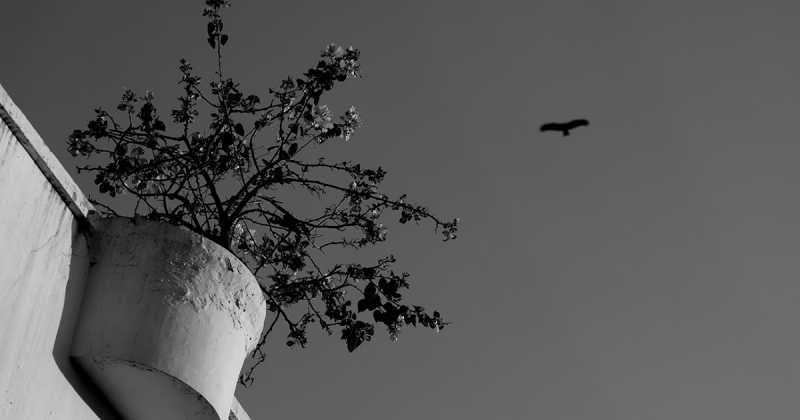 Minimalist Photography - By Prakash Ghai: Plant Vs Flying Bird