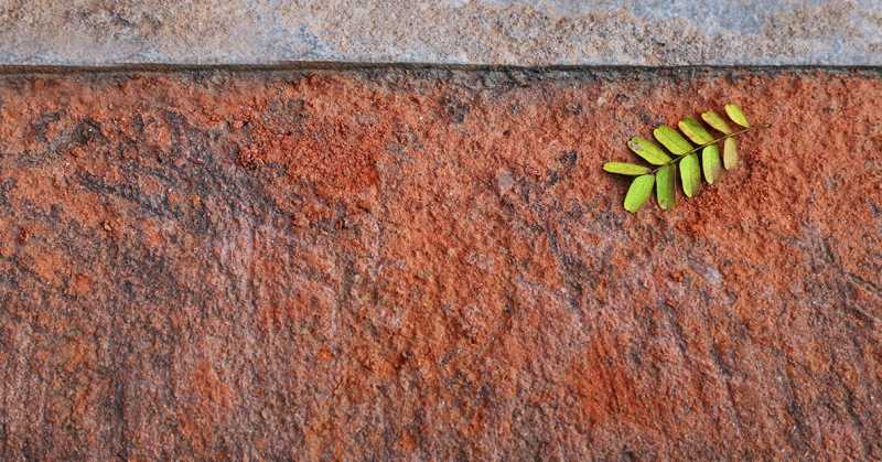 Minimalist Photography - By Prakash Ghai: 11 Leaflets