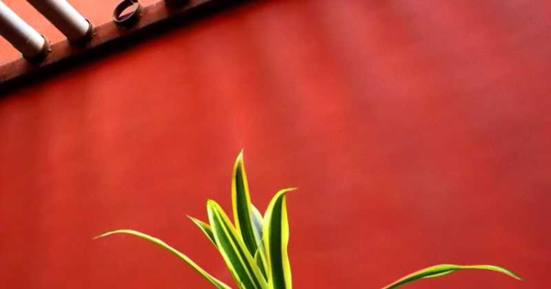 Minimalist Photography - By Prakash Ghai: Missing Pipe Vs The Plant