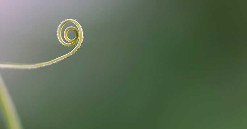 Minimalist Photography - By Prakash Ghai: Spiral Tendril 