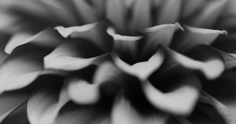 Minimalist Photography - By Prakash Ghai: Flower Petals 