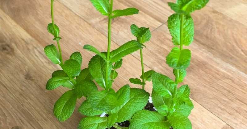 Mint : Growing From Cutting 