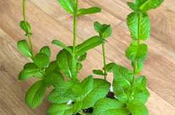 Mint : Growing from Cutting 