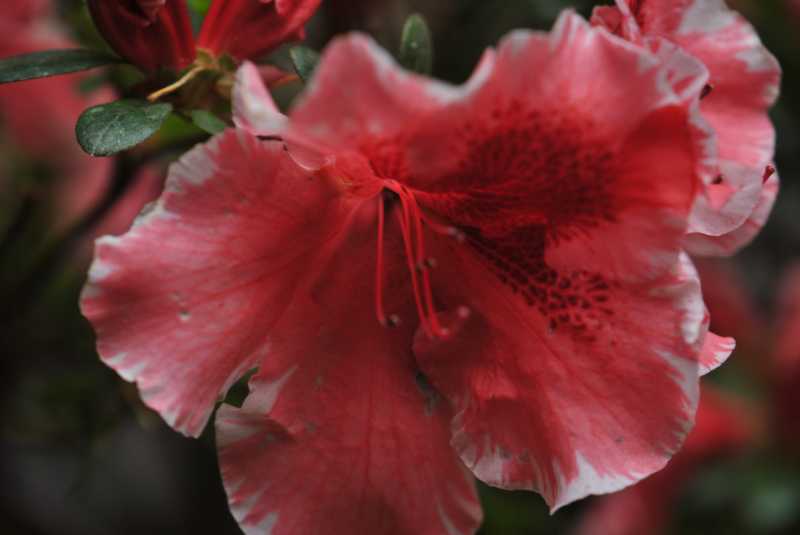 Miscarriage #AtoZchallenge ~ Kalpanaawrites Haiku