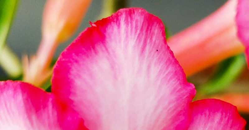 Mobile Wallpapers | Flower Wallpapers | Pink Special | 1st April 2018