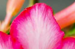 Mobile Wallpapers | Flower Wallpapers | Pink Special | 1st April 2018