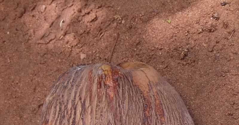 Monarch Of The Skies