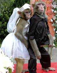 Monkey Marriage In India