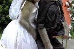 Monkey Marriage in India