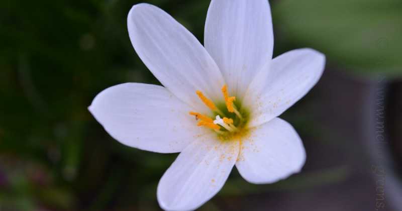 Monsoon Delights - Rain Lilies