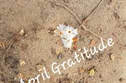 Monthly Gratitude - April 2019