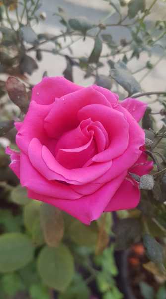 Monthly Gratitude - January 2019