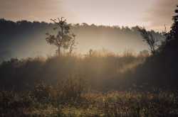 moods of the morning