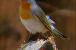 More useless bits of information