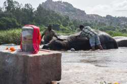 Morning Date with Lakshmi - Hampi Diaries