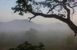 Morning Mist, Masinagudi