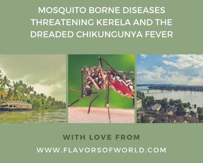 Mosquito Borne Diseases Threatening Kerela And The Dreaded Chikungunya Fever - Flavorsofworld.com