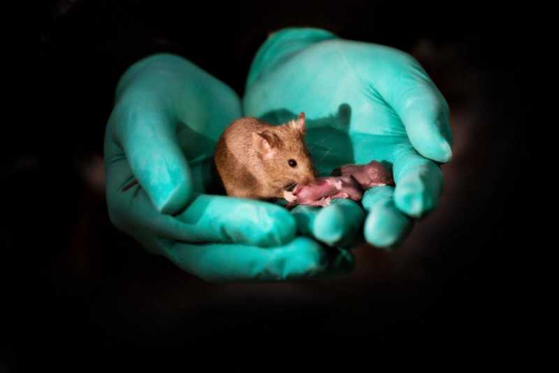 Mouse Pups With Same-sex Parents: Stem Cell And Gene Editing