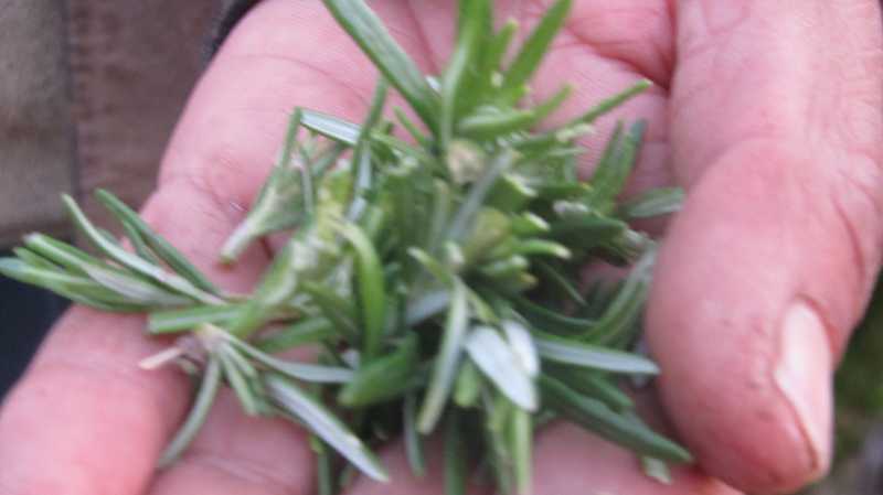 Mr. Bisht - The Organic Tea Man Of Mukhteshwar!