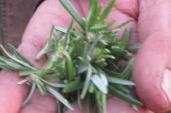 Mr. Bisht - the Organic Tea Man of Mukhteshwar!