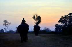 Mudumalai Elephant camp, Tamil Nadu