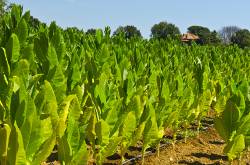 multi-sourcing of tobacco to meet global demand