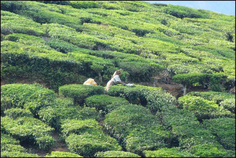 Munnar