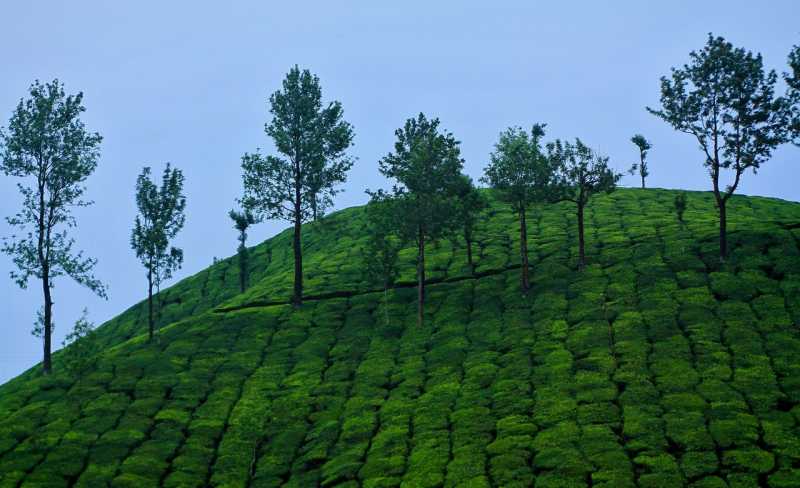 Munnar Kerala- The Home Of Rolling Hills - Nomadic Foot