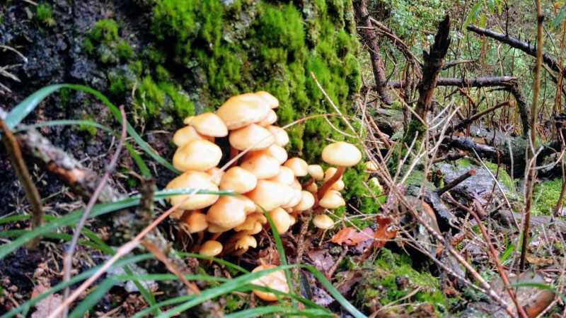 Mushrooms In Swedish Forest