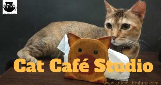 Musings: Cat CafÃ© Studio 