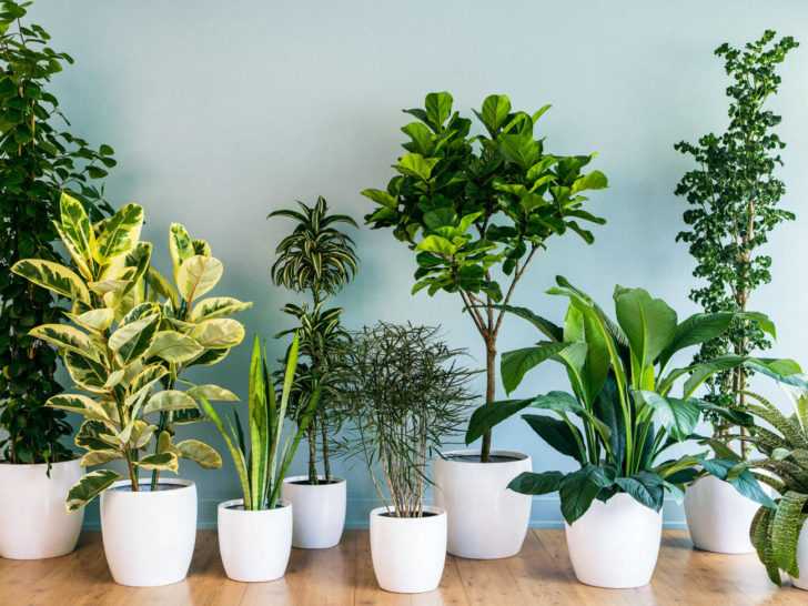 Must Have Indoor Plants That Purify The Air And Keep The Aura Fresh