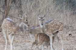 Must See India: Sasan Gir, Gujrat / Gujarat