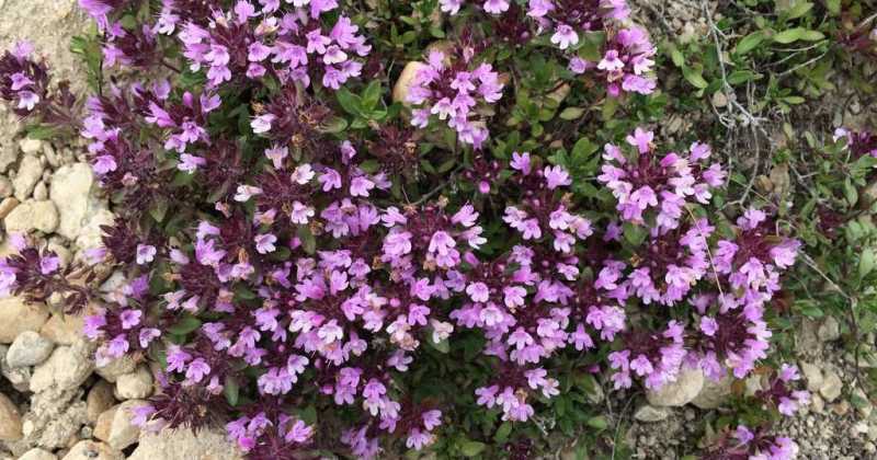 Mustang | Flowers And Plants In The Trans Himalaya