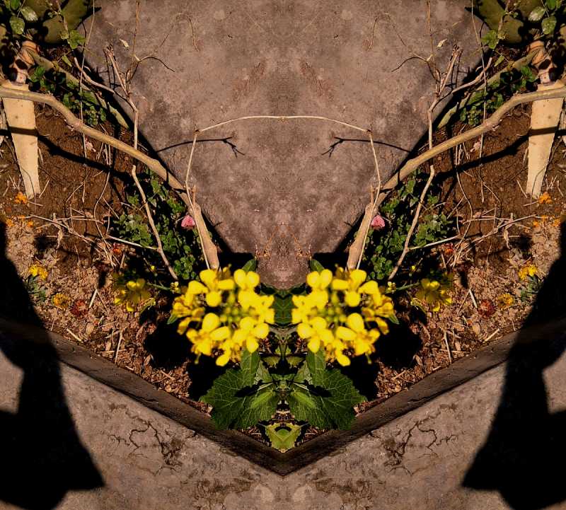 Mustard Flower …Mirror Image
