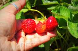 Mutton Saagwala for the Popeye of My Life