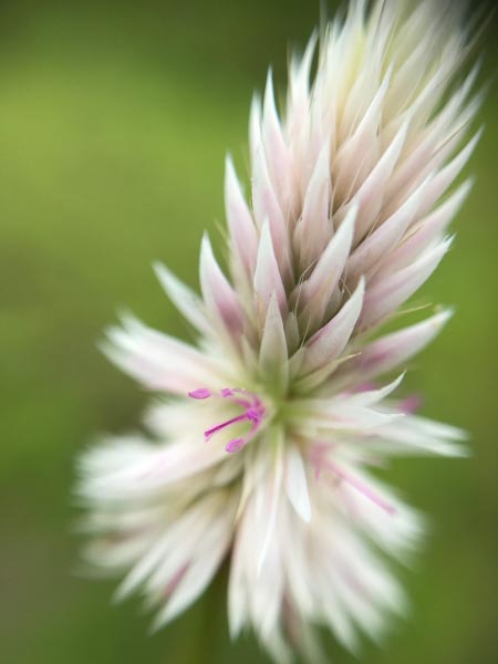 My 3 Most Inspiring Quotes...Three Days , Three Quotes Challenge - Peppered With Stories