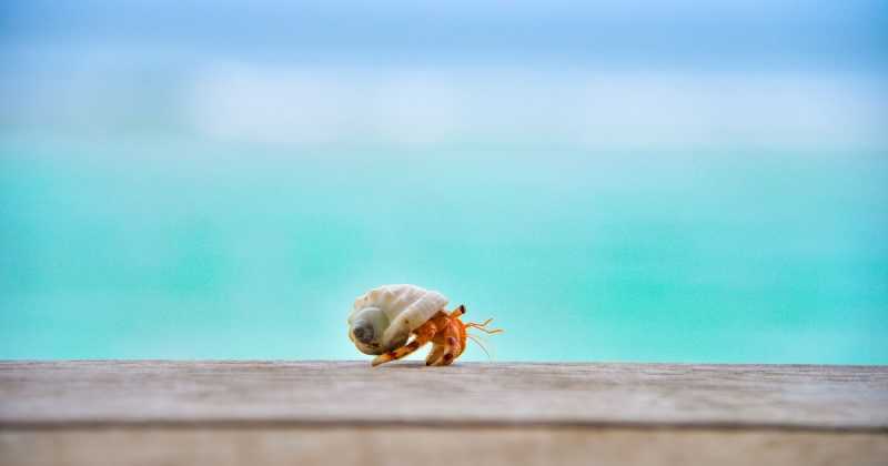 My Digital Lab - Making Limited Resources Work