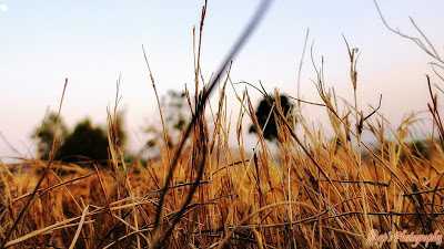 My Friendship: Dry Grass 