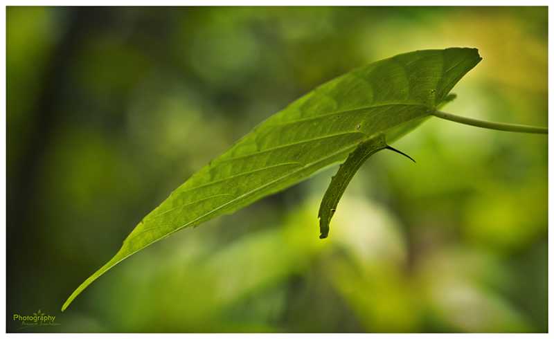 My Green House !! ~ Photography | ഫോട്ടോഗ്രാഫി