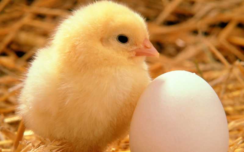 My Struggles As A Non-Vegetarian