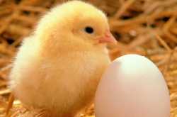 My Struggles as a Non-Vegetarian